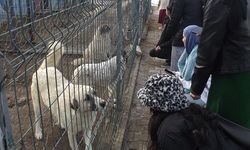 NEVÜ HAYKOR Üyeleri Hayvan Kasabasında: Satın Alma Sahiplen