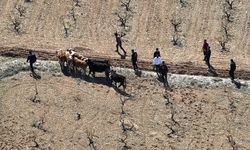 Çalınan hayvanlar drone ile bulundu