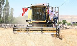 🌾 Nevşehir’de Buğday Hasadı Tüm Hızıyla Devam Ediyor! 🚜