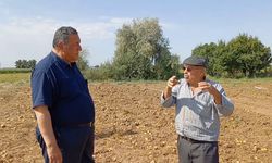 PATATES TARLASINDA KRİZ DERİNLEŞİYOR