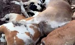 Ardahan’da Hayvan Katliamı: Şap Salgını 10 Bini Aştı, Zarar 1,5 Milyar TL