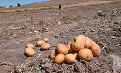 Yozgat’ta soğan patates tarlada ücretsiz dağıtılmaya başlandı