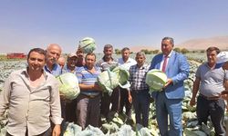 NİĞDE’DE LAHANA HASADI BAŞLADI