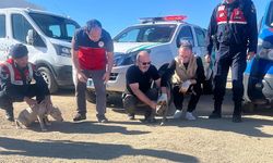 Nevşehir’de Rekor Ceza: Yasaklı Irk Köpek Besleyen Kişiye 569 Bin Lira İdari Para Cezası