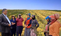 Gürer: “Mercimeğin anavatanıyken mercimek ithal eder hale geldik”