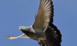 GÜVERCİNLERE HACİZ UYGULANDI