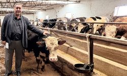 Gürer: Şap hastalığı hayvancılığı vuruyor