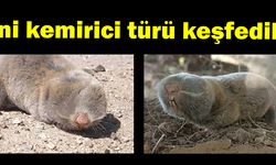 Anadolu’da Üç Yeni Kemirici Türü Keşfedildi