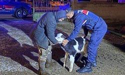 Avanos’ta büyükbaş hayvan hırsızlığı: 5 şüpheli tutuklandı.