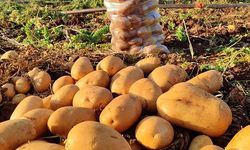 Bakın patates kaçtan gidiyor!