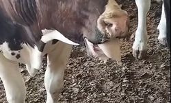 Nevşehir’de Karantina Uygulanan Yerler (Şubat 2026)