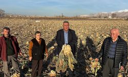 Gürer: “Kara Lahana Tarlada Kaldı, Markette Fiyatı Katladı”