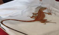 Nevşehir’de İzinsiz İguana Bulunduran Şahsa 15 Bin TL Ceza.