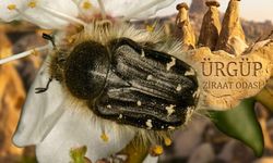 Ürgüp’te Meyve Ağaçlarının Düşmanı: Çiçek Böceğine Karşı Etkili Mücadele Yöntemleri