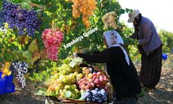 Üzüm Hasadı Ürgüp’te Başladı: Üreticinin Gözü Taban Fiyatında.