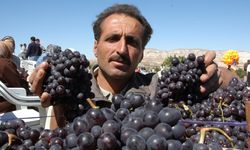 ÜRGÜP’TE ÜZÜM ÜRETİCİSİ İSYANDA: GEÇEN YIL 23 LİRAYDI, BU YIL 8 LİRAYA DÜŞTÜ! “ÜRETİCİNİN EMEĞİ YOK SAYILIYOR!”