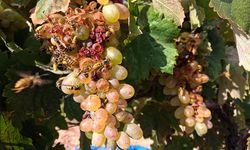 🍇🐝 ARILARIN ÜZÜM ÜRETİCİLERİNE SELAMI VAR!