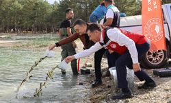 Beş Su Kaynağımıza 725 Bin Yavru Sazan Bırakıldı.