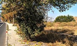 Meyve ağaçlarını soğuk vurduğunda üzülüyorum… 🍂