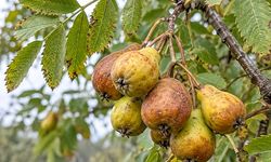 İlk Gören Bozuldu Sanıyor! Üvez Meyvesinin Lezzeti Bekledikçe Ortaya Çıkıyor.