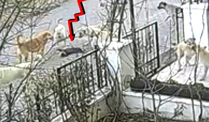 Ürgüp’ün Sokak köpekleri dehşet saçtı!