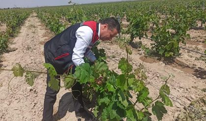 Bağlardaki Hasar Karış Karış İnceleniyor