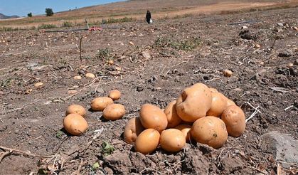 Yozgat’ta soğan patates tarlada ücretsiz dağıtılmaya başlandı