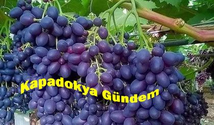 Nevşehir’de Üzüm Fiyatına Sert Tepki: “18 TL’yi Kabul Etmiyoruz”
