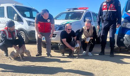 Nevşehir’de Rekor Ceza: Yasaklı Irk Köpek Besleyen Kişiye 569 Bin Lira İdari Para Cezası