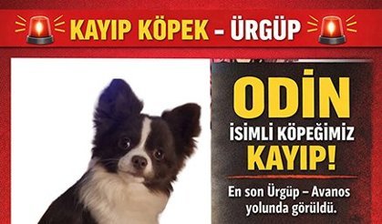 🚨 KAYIP KÖPEK – ÜRGÜP 🚨