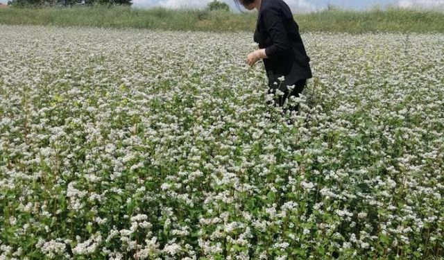 Hacıbektaş’ta Karabuğdayın kontrolü yapıldı. 