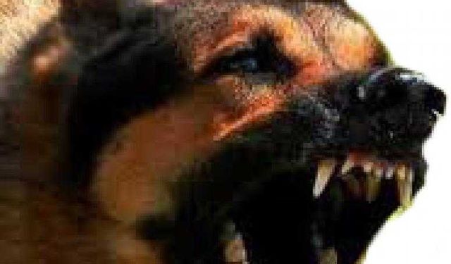 Nevşehir'in o köyünde köpek istilası yaşanıyor