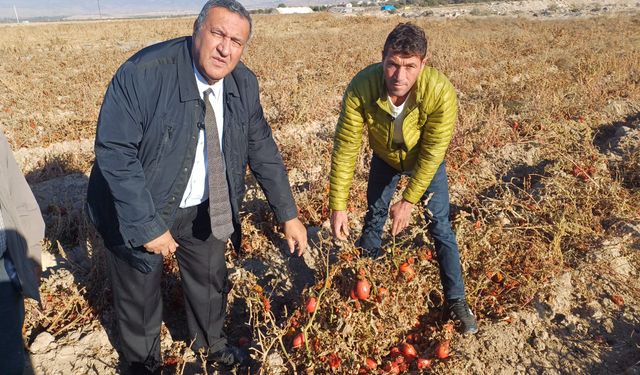 PLANSIZ TARIM POLİTİKALARI İSRAFI ZİRVEYE TAŞIDI