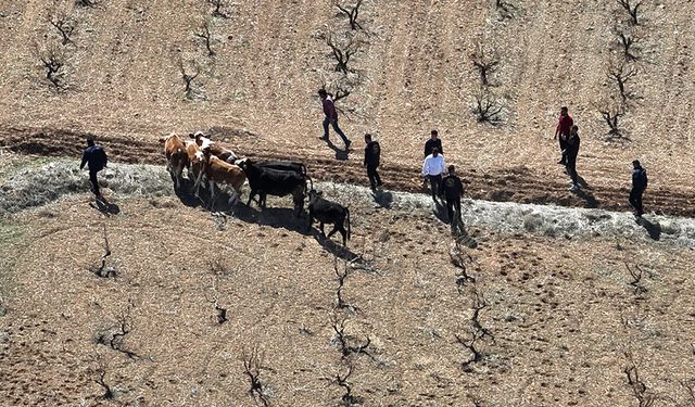 Çalınan hayvanlar drone ile bulundu