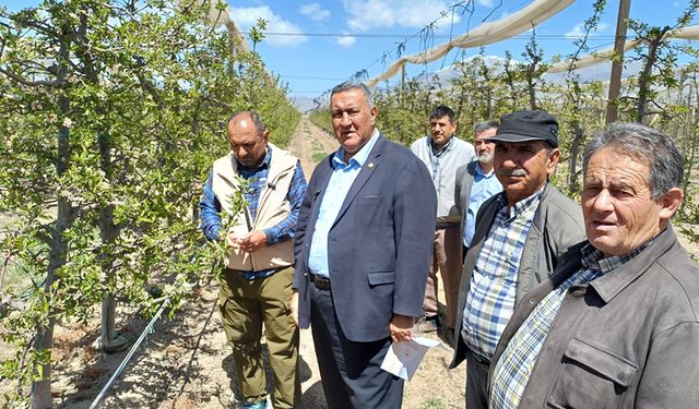Üreticinin çığlığı: “Bu yıl ürün yok”