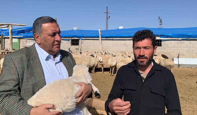 "Eyvah! Traktör, tarla derken keçilere de icra yapıştı!"