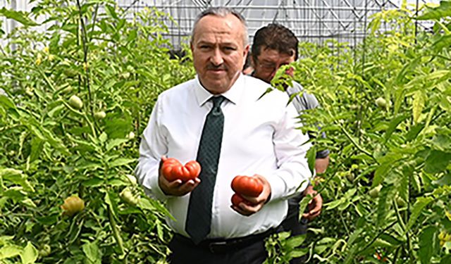 Vali domates topladı