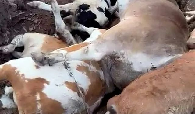 Ardahan’da Hayvan Katliamı: Şap Salgını 10 Bini Aştı, Zarar 1,5 Milyar TL