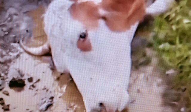 Ardahan’da Şap Alarmı: Çiftçi Yalnız Bırakıldı