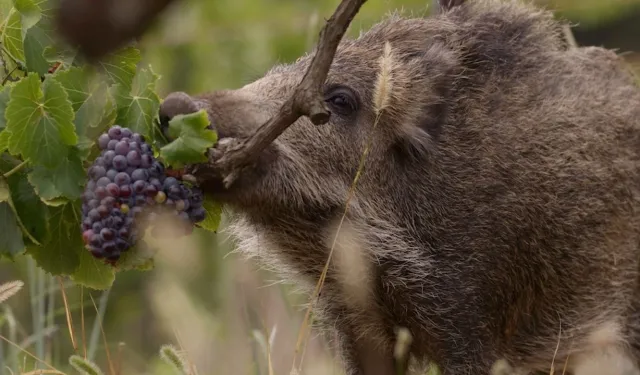 Nevşehir’de Yaban Domuzu Alarmı: Çiftçiler Üretimi Bırakıyor