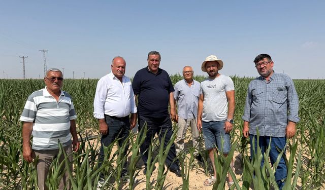 “Mısır Üreticisini Kuraklık yaktı, ithalat yıktı”