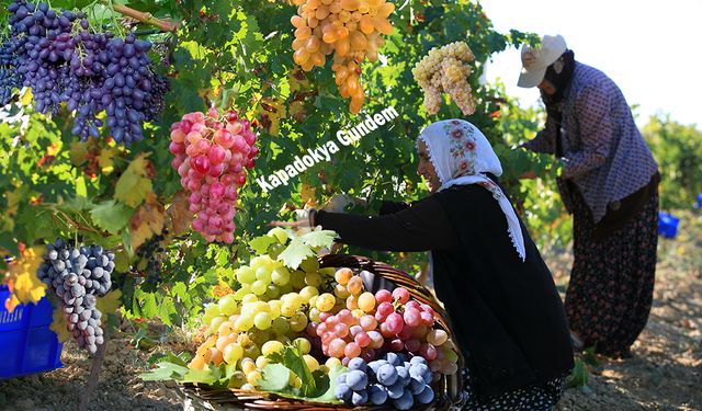 Ürgüp’te “En Güzel Üzüm” Yarışmasının Kazananları Belli Oldu