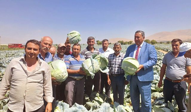 NİĞDE’DE LAHANA HASADI BAŞLADI