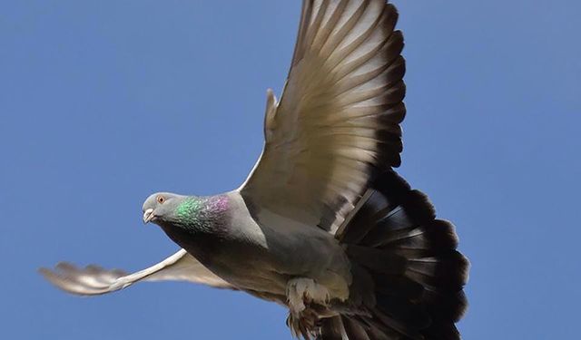 GÜVERCİNLERE HACİZ UYGULANDI