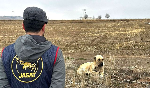 Köpek Dövüşüne Jandarmadan Müdahale