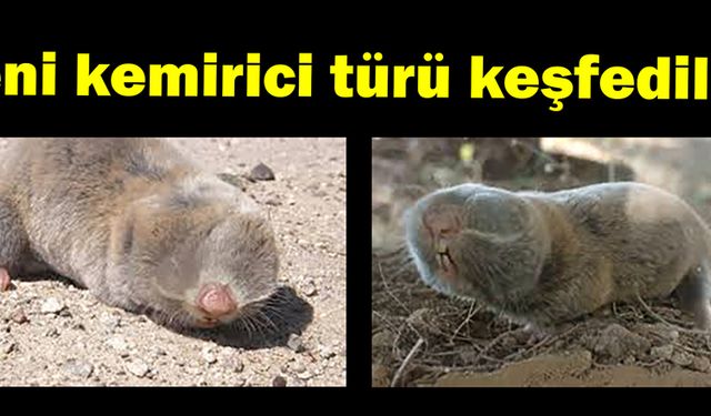 Anadolu’da Üç Yeni Kemirici Türü Keşfedildi