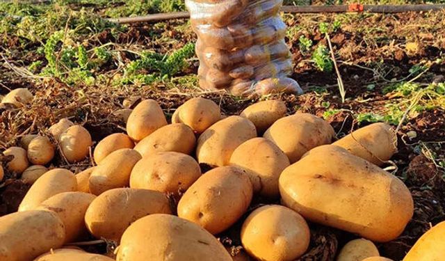 Bakın patates kaçtan gidiyor!