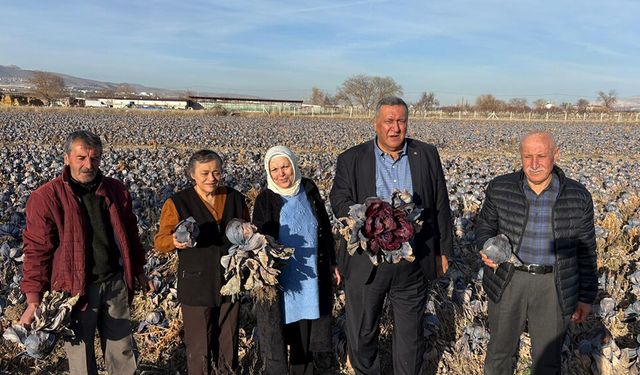 Gürer: “Kara Lahana Tarlada Kaldı, Markette Fiyatı Katladı”