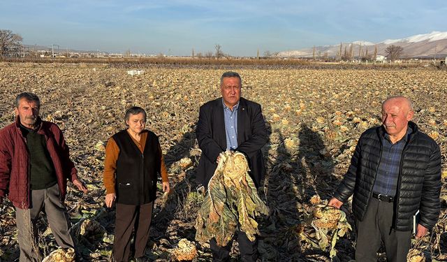 Gürer: “Kara Lahana Tarlada Kaldı, Markette Fiyatı Katladı”