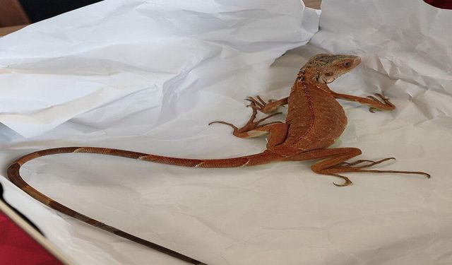 Nevşehir’de İzinsiz İguana Bulunduran Şahsa 15 Bin TL Ceza.